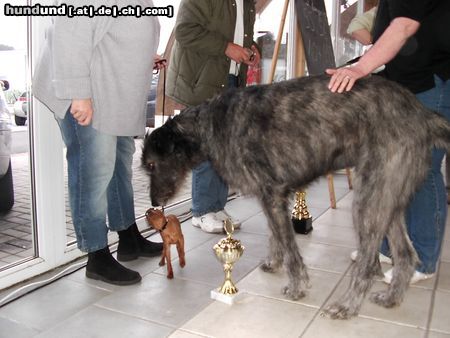 Zwergpinscher Hunde Foto 20715 Zwergpinscher größter und kleinster der ausstellung i. steinfurt