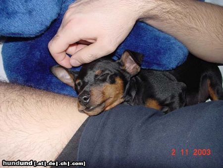 Zwergpinscher Hunde Foto 6570 Zwergpinscher Wotan von Lexow 8 Wochen