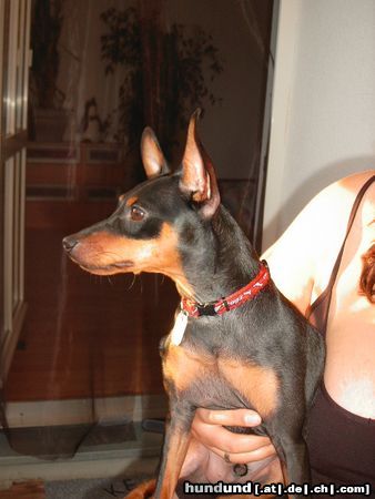 Zwergpinscher Hunde Foto 13530 Zwergpinscher Lucky mit 1 Jahr