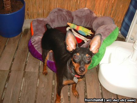 Zwergpinscher Hunde Foto 13532 Zwergpinscher Lucky mit 1 Jahr