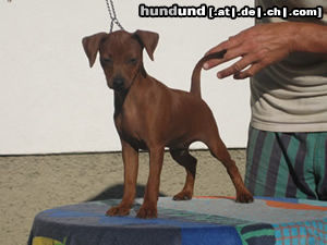 Zwergpinscher Yoopy Graf von Burg-Wildenstein