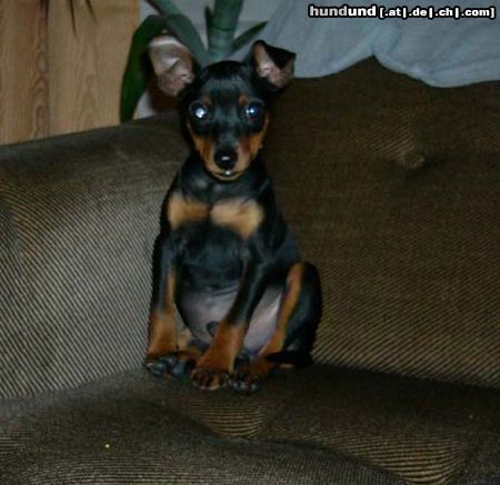 Zwergpinscher Wotan von Lexow