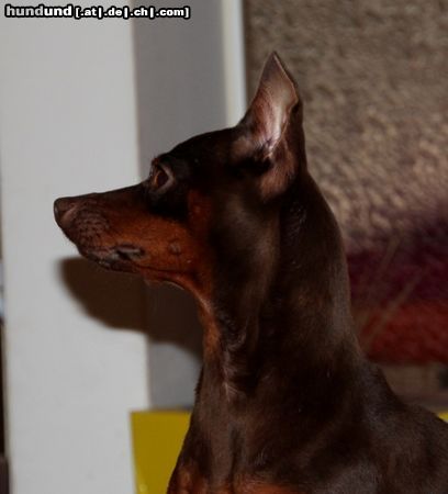 Zwergpinscher Schoko Zwergpinscher Lin