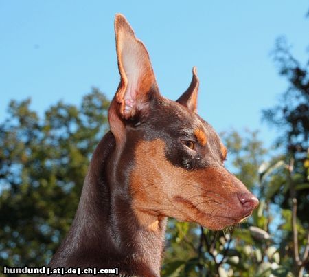 Zwergpinscher Schoko Zwergpinscher