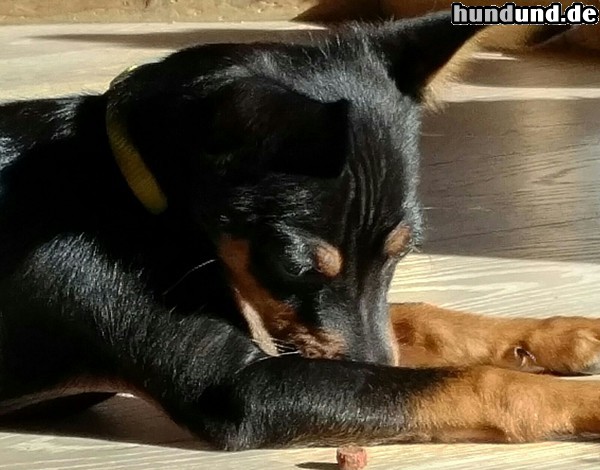 Zwergpinscher Zwergpinscher Juno gerade mal 14 Wochen alt