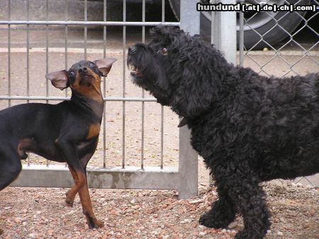 Zwergpinscher Hunde Foto 20817 in höherer Auflösung ansehen Zwergpinscher fledermaus