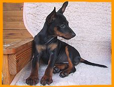Zwergpinscher Hunde Foto 1627 Zwergpinscher Angel vom Camp Achensee