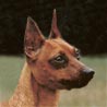 Zwergpinscher, Rehpinscher (besonders die rote Farbspielart)