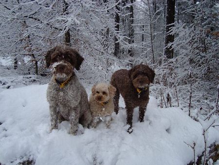 Zwergpudel Lara mit Stella und Eny im Schnee