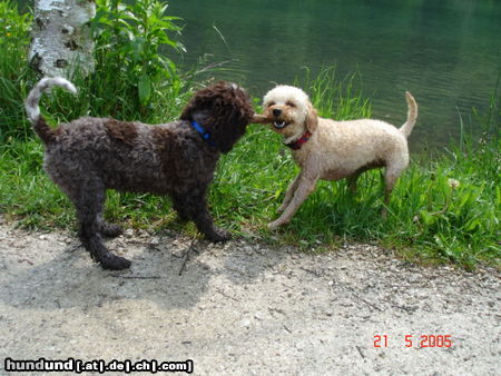 Zwergpudel Hunde Foto 24411 in höherer Auflösung ansehen Zwergpudel Lara spielt Eny ihrer neuen Freundin