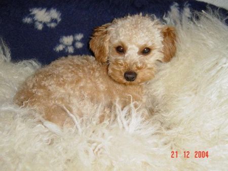 Zwergpudel Hunde Foto 28131 in höherer Auflösung ansehen Zwergpudel Lara