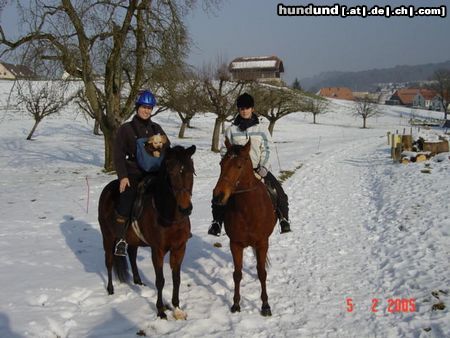 Zwergpudel Hunde Foto 19775 in höherer Auflösung ansehen Zwergpudel Knie Ops darf nicht laufen, reiten schon