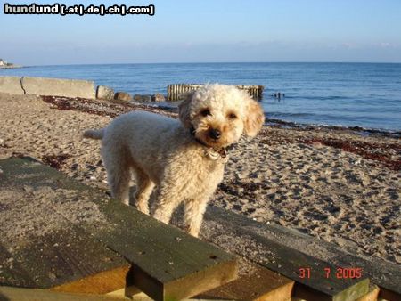 Zwergpudel Hunde Foto 24412 in höherer Auflösung ansehen Zwergpudel Lara
