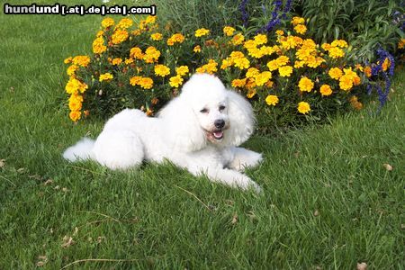 Zwergpudel Hunde Foto 3990 Zwergpudel Nicky vor den Blumen