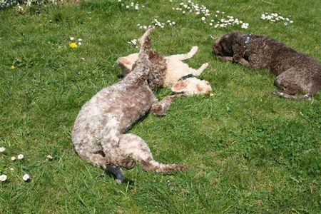 Zwergpudel Hunde Foto 37816 in höherer Auflösung ansehen Zwergpudel spielen mit Freunden