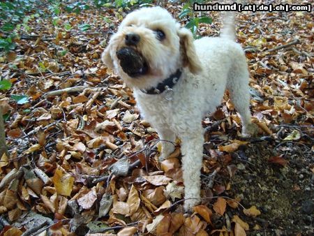 Zwergpudel Hunde Foto 46092 in höherer Auflösung ansehen Zwergpudel Lara findet und bringt Burgunder-Trüffel