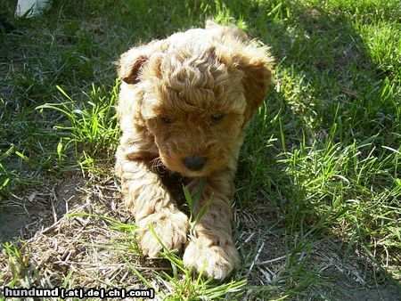 Zwergpudel die kleine freche Amy