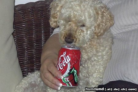 Zwergpudel Hunde Foto 3160 Zwergpudel Cola Bär