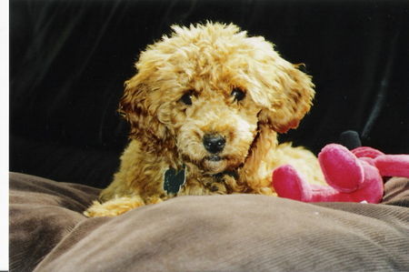 Zwergpudel Hunde Foto 35377 Zwergpudel TEDDY 8 Monate
