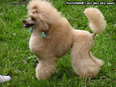 Zwergpudel Hunde Foto 9574 Zwergpudel CHEWALIER MON CHERI Adorea