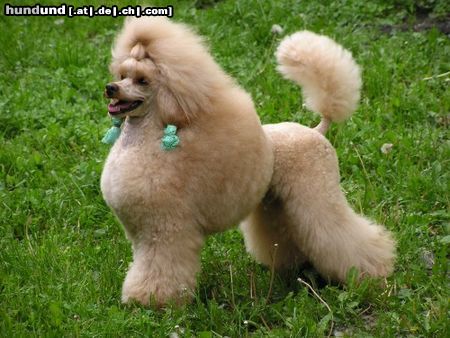 Zwergpudel Hunde Foto 12565 Zwergpudel CHEVALIER MON CHERI Adorea