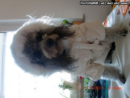 Zwergpudel Hunde Foto 46130 in höherer Auflösung ansehen Zwergpudel Hexe 4 Jahre