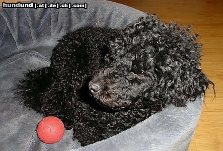Zwergpudel Hunde Foto 11827 Zwergpudel Kimo - 10 Monate