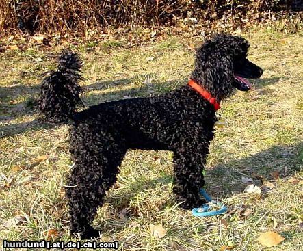Zwergpudel Hunde Foto 11828 Zwergpudel Kimo - beim Ballspiel
