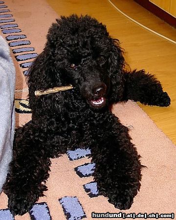 Zwergpudel Hunde Foto 11830 Zwergpudel Kimo - ganz entspannt