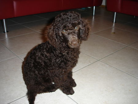 Zwergpudel Hunde Foto 36530 in höherer Auflösung ansehen Zwergpudel Ayko 6 Monaten