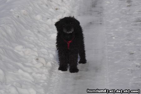 Zwergpudel Hunde Foto 19192 in höherer Auflösung ansehen Zwergpudel Beim Gassi gehen....