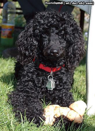 Zwergpudel Hunde Foto 11829 Zwergpudel Kimo - mit Kauknochen