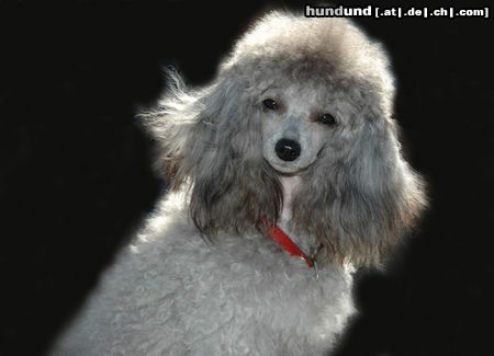 Zwergpudel Hunde Foto 20480 in höherer Auflösung ansehen Zwergpudel CACIB Erfurt