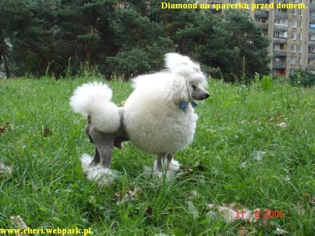 Zwergpudel Hunde Foto 27566 Zwergpudel DIAMOND www.cheri.webpark.pl