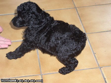 Zwergpudel Hunde Foto 15671 in höherer Auflösung ansehen Zwergpudel Unser Zwergpudel Felix mit 6 Wochen..