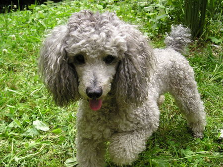 Zwergpudel Hunde Foto 30980 Zwergpudel Unser Pärchen
