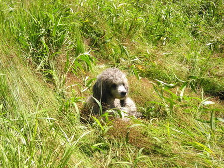 Zwergpudel Hunde Foto 30981 Zwergpudel Unser Pärchen