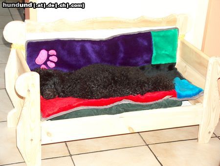 Zwergpudel Hunde Foto 7635 Zwergpudel Ein kleiner Pudel schläft auch gern!