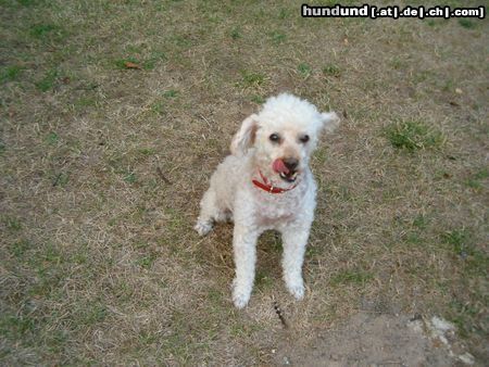 Zwergpudel Hunde Foto 5337 Zwergpudel Bärle 12 jahre