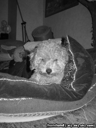 Zwergpudel Hunde Foto 25583 in höherer Auflösung ansehen Zwergpudel Lea, 14 Wochen alt