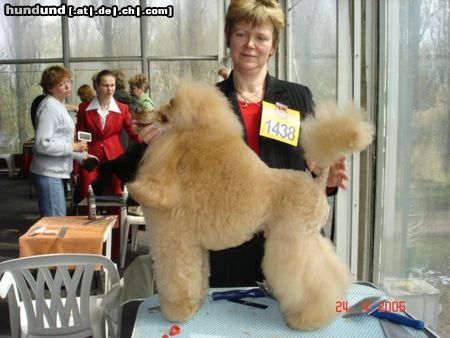 Zwergpudel Hunde Foto 21229 Zwergpudel Interchampion, Multichampion CHEVALIER MON CHER