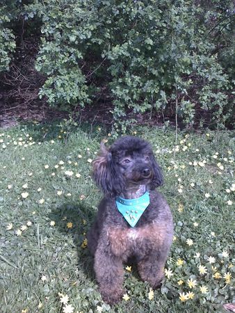 Zwergpudel Hunde Foto 43034 in höherer Auflösung ansehen Zwergpudel Laila im Alter von 9 Jahren