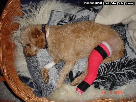 Zwergpudel Hunde Foto 19776 Zwergpudel Lara von Buttisholz:Knie Ops links auch noch!