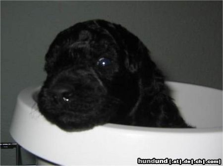 Zwergpudel Hunde Foto 4533 Zwergpudel Mina Murray mit 3 Wochen