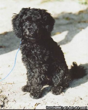 Zwergpudel Hunde Foto 6088 Zwergpudel Mina 4,5 Monate
