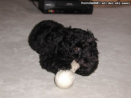 Zwergpudel Hunde Foto 6671 Zwergpudel Mina kaut genüßlich an einer Tuf-Sock (4,5 Monate)