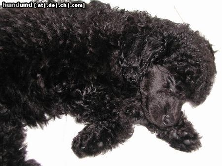 Zwergpudel Hunde Foto 7045 Zwergpudel Emily schläft (8 Wochen alt)
