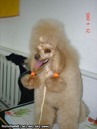 Zwergpudel Hunde Foto 21231 Zwergpudel Interchampion, Multichampion CHEVALIER MON CHER