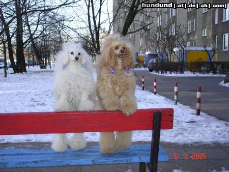 Zwergpudel Hunde Foto 21227 Zwergpudel Cheri i Dajmus na spacerze zima