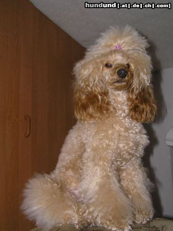 Zwergpudel Hunde Foto 26116 Zwergpudel Toffi odpoczywa..